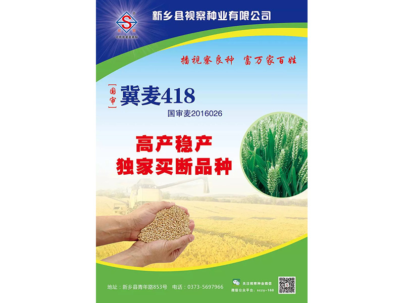 冀麥418