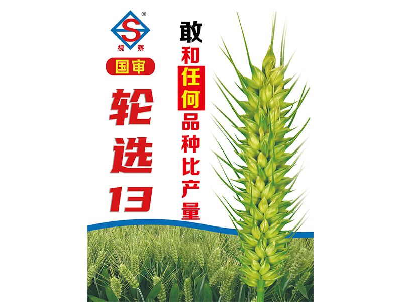 輪選13