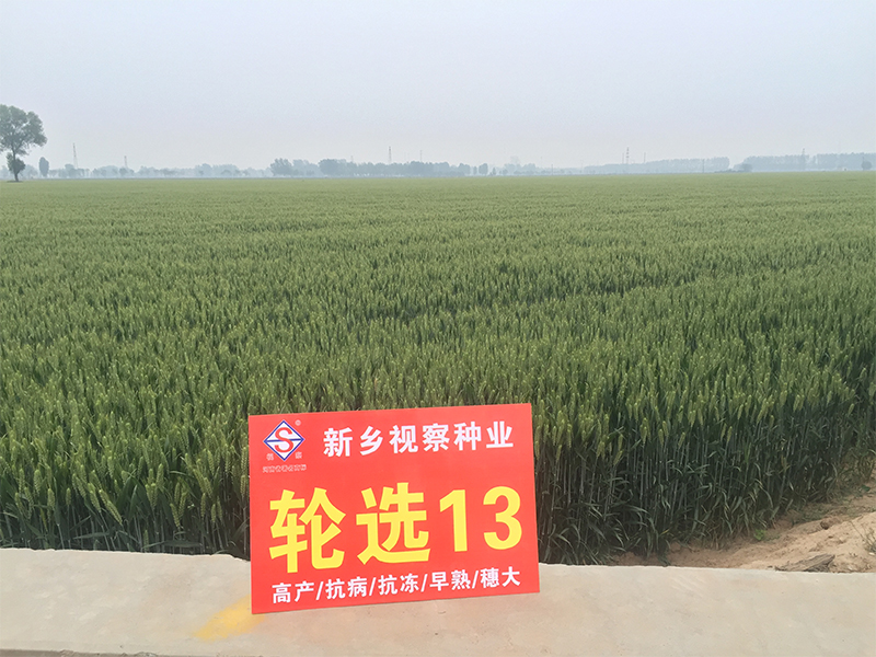 輪選13